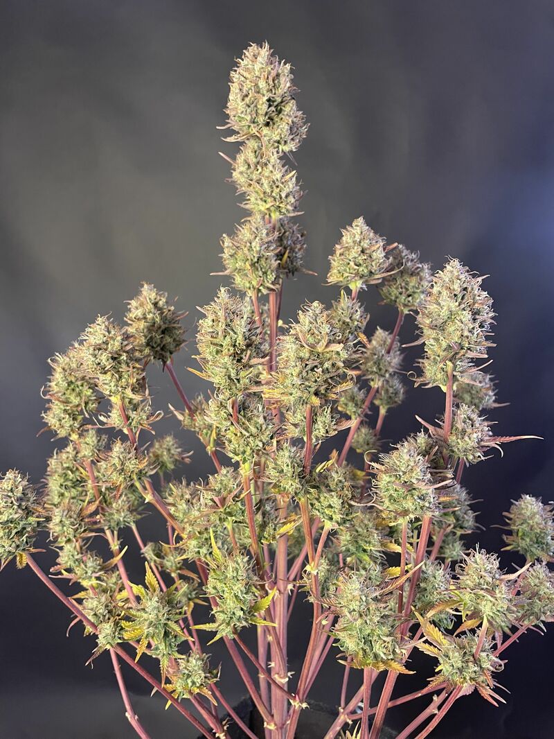 Papaya Cookies Auto, Фасовка: 3, изображение 15